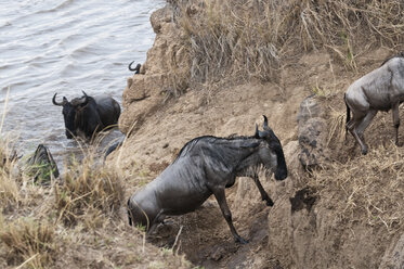 Afrika, Kenia, Maasai Mara National Park, Eine Herde von Streifengnus (Connochaetes taurinus), während der Migration, Gnus überqueren den Mara Fluss - CB000279