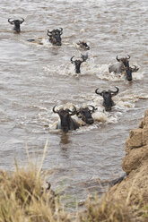 Afrika, Kenia, Maasai Mara National Park, Eine Herde von Streifengnus (Connochaetes taurinus), während der Migration, Gnus überqueren den Mara Fluss - CB000278