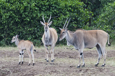 Afrika, Kenia, Maasai Mara National Reserve, Gruppe von Elandantilopen (Taurotragus oryx) - CB000273