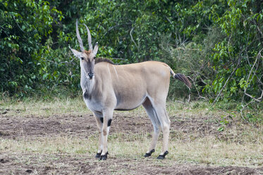Afrika, Kenia, Maasai Mara National Reserve, Elenantilope (Taurotragus oryx) - CB000272