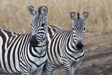 Africa, Kenya, Maasai Mara National Reserve, Two Plains zebras (Equus quagga), portraits - CB000271