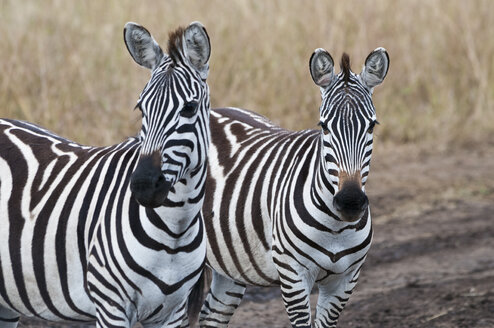 Afrika, Kenia, Maasai Mara National Reserve, Zwei Steppenzebras (Equus quagga), Porträts - CB000271