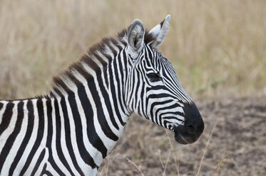 Afrika, Kenia, Maasai Mara National Reserve, Zebra (Equus quagga), Porträt - CB000270