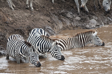 Afrika, Kenia, Maasai Mara National Reserve, Grant's Zebra, Steppenzebra (Equus quagga boehmi), Trinken im Mara Fluss - CB000269