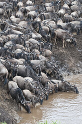 Afrika, Kenia, Maasai Mara National Park, Herde von Streifengnus beim Trinken im Mara Fluss - CB000268