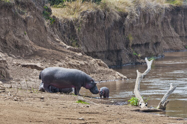 Afrika, Kenia, Maasai Mara National Reserve, Flusspferd (Hippopotamus amphibius) mit neugeborenen Jungen am Mara-Fluss - CB000267