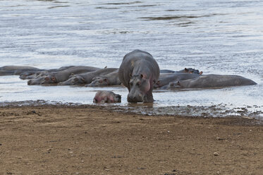 Afrika, Kenia, Maasai Mara National Reserve, Flusspferd (Hippopotamus amphibius) mit neugeborenen Jungen am Mara-Fluss - CB000266