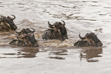 Afrika, Kenia, Maasai Mara National Park, Nahaufnahme einer Gruppe von Gnus (Connochaetes taurinus), die durch den Mara-Fluss schwimmen - CB000264