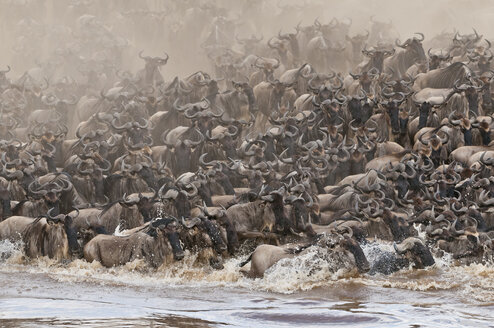 Afrika, Kenia, Maasai Mara National Park, Eine Herde Blauer oder Gemeiner Gnus (Connochaetes taurinus) während der Migration, Gnus überqueren den Mara Fluss mit einer Staubwolke - CB000262