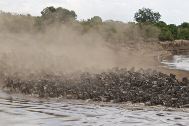 Afrika, Kenia, Maasai Mara National Park, Eine Herde Blauer oder Gemeiner Gnus (Connochaetes taurinus) während der Migration, Gnus überqueren den Mara Fluss mit einer Staubwolke - CB000261