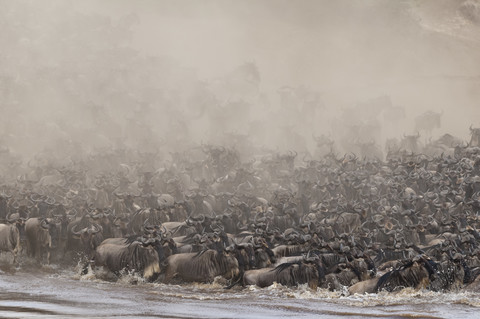 Africa, Kenya, Maasai Mara National Park, A herd of Blue or Common Wildebeest (Connochaetes taurinus) during migration, wildebeest crossing the Mara River stock photo