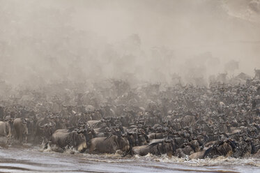Afrika, Kenia, Maasai Mara National Park, Eine Herde Blauer oder Gemeiner Gnus (Connochaetes taurinus) während der Migration, Gnus, die den Mara-Fluss überqueren - CB000260