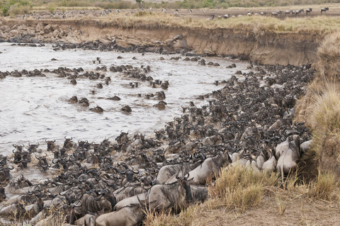 Africa, Kenya, Maasai Mara National Park, A herd of Blue or Common Wildebeest (Connochaetes taurinus), during migration, wildebeest crossing the Mara River stock photo