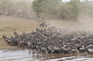 Afrika, Kenia, Maasai Mara National Park, Herde von Streifengnus (Connochaetes taurinus), Gnu-Wanderung, Gedränge am Ufer des Mara-Flusses - CB000257