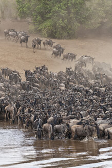 Afrika, Kenia, Maasai Mara National Park, Herde von Streifengnus (Connochaetes taurinus) am Mara-Fluss, Gnu-Wanderung - CB000256