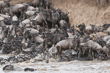 Afrika, Kenia, Maasai Mara National Park, Herde von Streifengnus (Connochaetes taurinus) und Zebras versuchen, den Mara-Fluss zu verlassen - CB000252