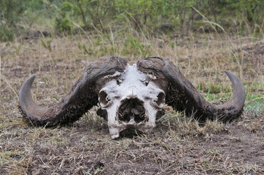 Afrika, Kenia, Maasai Mara National Reserve, Schädel mit Hörnern eines Afrikanischen Büffels oder Kap-Büffels (Syncerus caffer) - CB000249