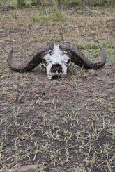 Afrika, Kenia, Maasai Mara National Reserve, Schädel mit Hörnern eines Afrikanischen Büffels oder Kap-Büffels (Syncerus caffer) - CB000248