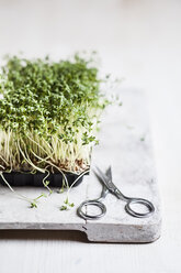 Kresse (Lepidum sativum) in Plastikschale auf Hackbrett und Schere - SBDF000574