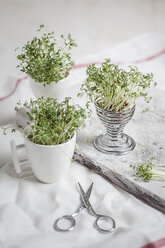 Kresse (Lepidum sativum) in Eierbecher und Becher, Schere - SBDF000576