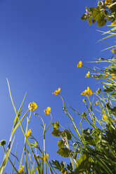 Deutschland, Wiesenhahnenfuß (Ranunculus acris) im Frühling, Blick von unten zum Himmel - GWF002520