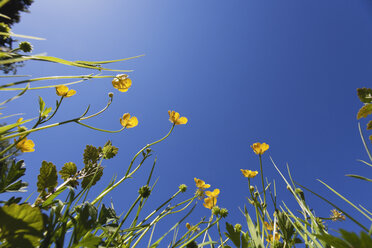 Deutschland, Wiesenhahnenfuß (Ranunculus acris) im Frühling, Blick von unten zum Himmel - GWF002519