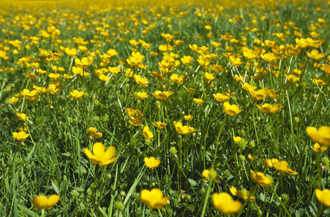 Deutschland, Wiese mit kriechendem Hahnenfuß (Ranunculus repens) im Frühjahr, lizenzfreies Stockfoto