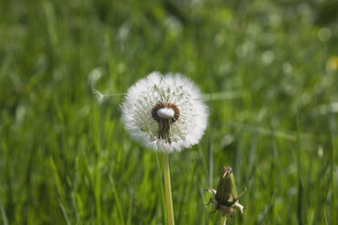 Germany, blowball, Common dandelion (Taraxacum officinale) - GWF002517