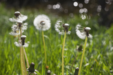 Germany, meadow of blowballs, Common dandelion (Taraxacum officinale) - GWF002516