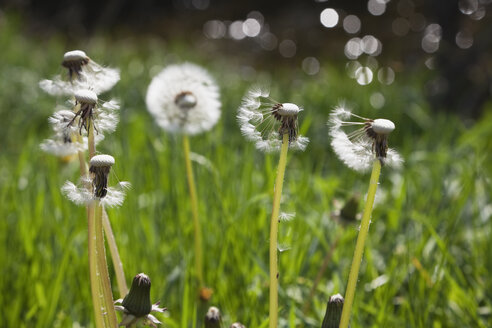 Deutschland, Pusteblumenwiese, Gemeiner Löwenzahn (Taraxacum officinale) - GWF002516