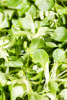 Feldsalat (Valerianella), Nahaufnahme - MAEF007797