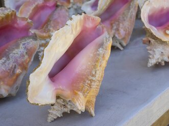 Caribbean, St. Lucia, Several queen conches (Lobatus gigas) - AMF001816