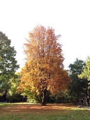 Autumn Scenery, beech Fagus Latin, Munich, Bavaria, Germany - RIMF000115