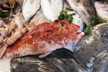 Italy, Gaeta, Fresh fish at fishmarket, close up - KAF000090