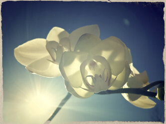 Blossom of a orchid against a blue sky, Landshut, Bavaria, Germany - SARF000239