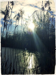 Sonnenstrahlen im Schilf, Weiher Landshut, Bayern, Deutschland - SARF000241