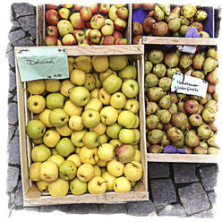 Deutschland, Baden-Württemberg, Tübingen, Wochenmarkt, verschiedene Apfelsorten - LVF000633