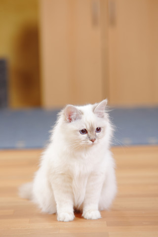 Heilige Katze von Birma, lila-tabby-point, sitzend auf Holzboden, lizenzfreies Stockfoto