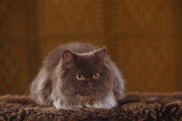 Brown British Longhair Cat lying on faux fur - HTF000334