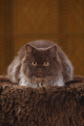 Brown British Longhair Cat lying on faux fur - HTF000333