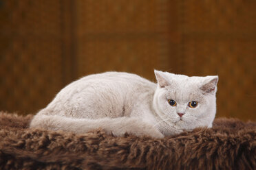 Britisch-Kurzhaar-Katze auf Kunstfell liegend - HTF000332