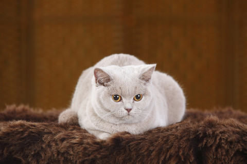 Britisch-Kurzhaar-Katze auf Kunstfell liegend, lizenzfreies Stockfoto