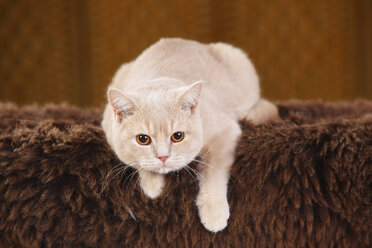 Britisch-Kurzhaar-Katze auf braunem Kunstfell liegend - HTF000330
