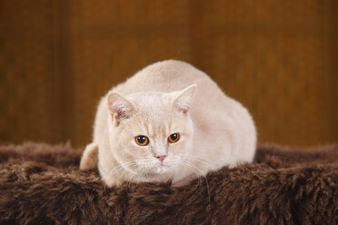 Britisch-Kurzhaar-Katze auf braunem Kunstfell liegend - HTF000347