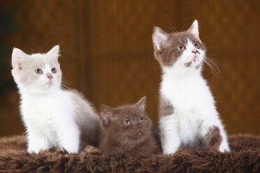 Drei Britisch-Kurzhaar-Katzen, Kätzchen, sitzen auf Kunstfell - HTF000328