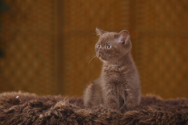 Braune Britisch-Kurzhaar-Katze, Kätzchen, sitzend auf Kunstfell - HTF000327