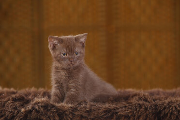 Braune Britisch-Kurzhaar-Katze, Kätzchen, sitzend auf Kunstfell - HTF000348