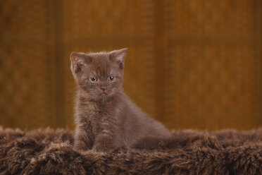 Brown British Shorthair Cat, kitten, sitting on faux fur - HTF000348