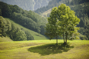 Austria, Grossglockner, Meadow and trees - PAF000396