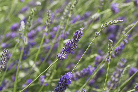 Deutschland, Nordrhein-Westfalen, Köln, Lavendel (Lavendula), lizenzfreies Stockfoto